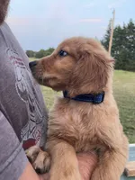 Bluey, a male Golden Retriever for sale in Westminster, SC – 3 of 7