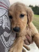 Ducky, a female Golden Retriever for sale in Westminster, SC – 8 of 10