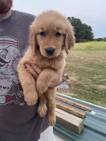 Bruno, a male Golden Retriever for sale in Westminster, SC – 1 of 8