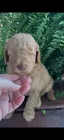 Rascal, a male Labradoodle for sale in Westminster, SC – 3 of 4