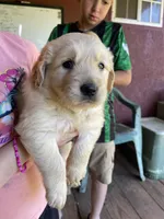RESERVED Buxby , a male Golden Retriever for sale in Westminster, SC – 7 of 8