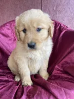 Bucky, a male Golden Retriever for sale in Westminster, SC – Photo 4 of 5