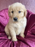 Bucky, a male Golden Retriever for sale in Westminster, SC – Photo 3 of 5