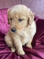 Bucky, a male Golden Retriever for sale in Westminster, SC – Photo 1 of 5