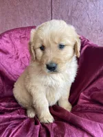 Bucky, a male Golden Retriever for sale in Westminster, SC – Photo 5 of 5