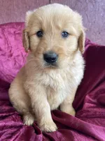 Bucky, a male Golden Retriever for sale in Westminster, SC – Photo 2 of 5