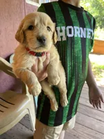 ON HOLD Rowdy, a male Golden Retriever for sale in Westminster, SC – 3 of 7