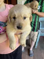 RESERVED Buxby , a male Golden Retriever for sale in Westminster, SC – 8 of 8