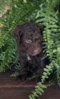 Cocoa, a male Labradoodle for sale in Westminster, SC – 3 of 3