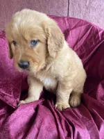 Bluey, a male Golden Retriever for sale in Westminster, SC – Photo 3 of 4