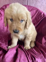 Bluey, a male Golden Retriever for sale in Westminster, SC – Photo 4 of 4