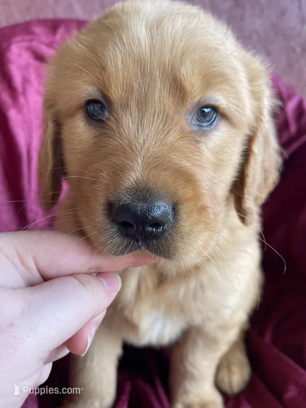 Bluey – Golden Retriever puppy for sale in Westminster, SC