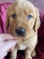Bluey, a male Golden Retriever for sale in Westminster, SC – Photo 1 of 4