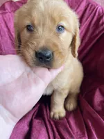 Bluey, a male Golden Retriever for sale in Westminster, SC – Photo 2 of 4