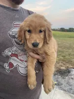 Tilly, a male Golden Retriever for sale in Westminster, SC – 2 of 8