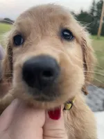 Ducky, a female Golden Retriever for sale in Westminster, SC – 3 of 10