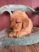 Beauty , a female Golden Retriever for sale in Westminster, SC – Photo 5 of 6