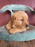 Beauty , a female Golden Retriever for sale in Westminster, SC – Photo 6 of 6
