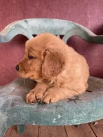 Beauty , a female Golden Retriever for sale in Westminster, SC – Photo 4 of 6