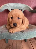 Beauty , a female Golden Retriever for sale in Westminster, SC – Photo 2 of 6