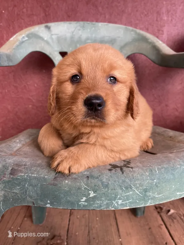 Beauty  – Golden Retriever puppy for sale in Westminster, SC