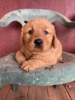 Beauty , a female Golden Retriever for sale in Westminster, SC – Photo 1 of 6