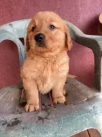 Beauty , a female Golden Retriever for sale in Westminster, SC – Photo 3 of 6