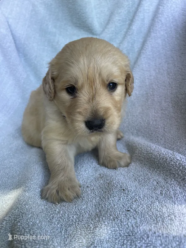 Buxby  – Golden Retriever puppy for sale in Westminster, SC