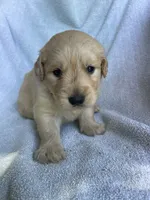 Buxby , a male Golden Retriever for sale in Westminster, SC – 1 of 4