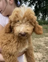 Forrest , a male Labradoodle for sale in Iva, SC – 1 of 10