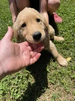 Tron, a male Golden Retriever for sale in Westminster, SC – 6 of 6