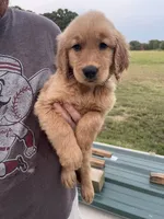 Bruno, a male Golden Retriever for sale in Westminster, SC – 8 of 8