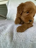 Ruby, a female Goldendoodle for sale in Westminster, SC – 5 of 7