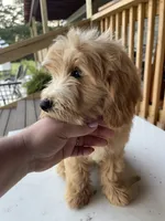 HOLDJonah, a male Goldendoodle for sale in Iva, SC – 6 of 8