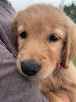 Pixie, a female Golden Retriever for sale in Westminster, SC – 5 of 6