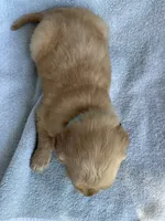 On hold Teddy, a male Golden Retriever for sale in Westminster, SC – 4 of 5