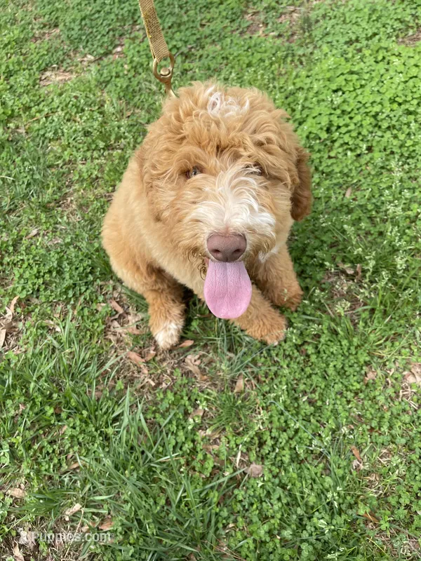 Sprinkles – Labradoodle puppy for sale in Westminster, SC