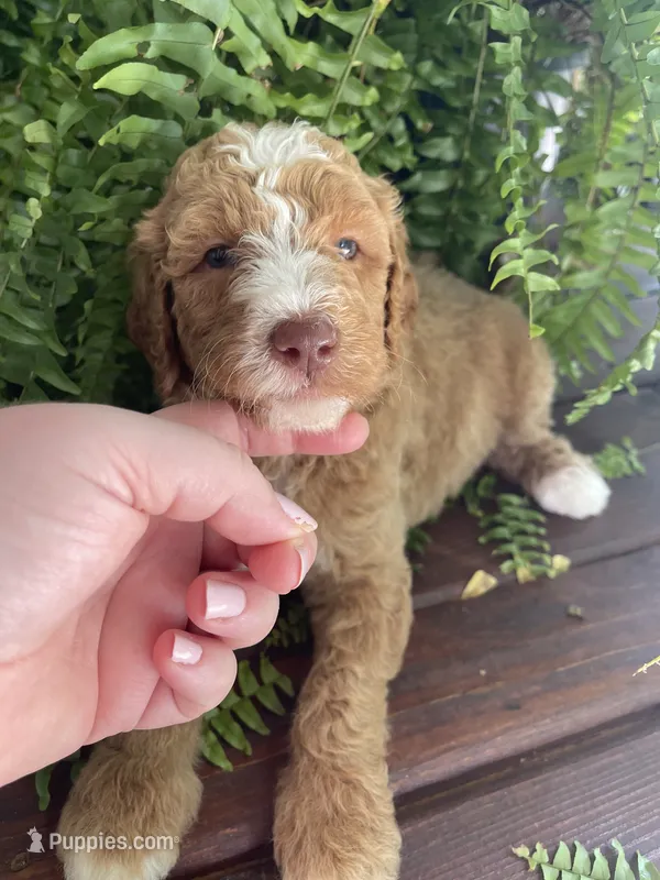 Forrest  – Labradoodle puppy for sale in Westminster, SC