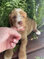 Forrest , a male Labradoodle for sale in Westminster, SC – 1 of 7