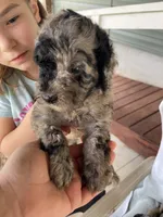 Harley , a male Goldendoodle for sale in Westminster, SC – 2 of 3