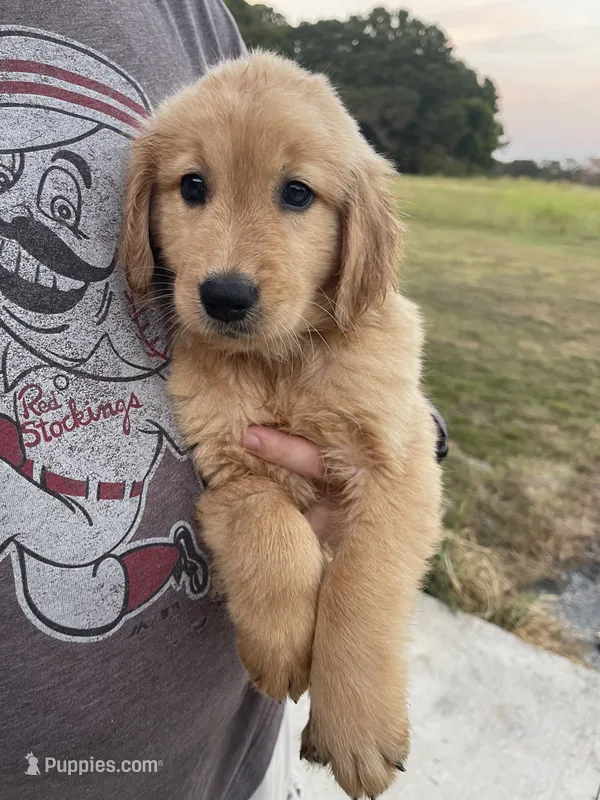 River – Golden Retriever puppy for sale in Westminster, SC