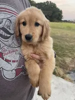 River, a male Golden Retriever for sale in Westminster, SC – 1 of 5