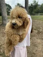 Julie, a female Goldendoodle for sale in Iva, SC – 2 of 7