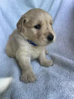 Buxby , a male Golden Retriever for sale in Westminster, SC – 3 of 4