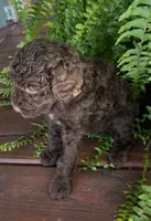 Cocoa, a male Labradoodle for sale in Westminster, SC – 2 of 3