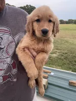 Bruno, a male Golden Retriever for sale in Westminster, SC – 3 of 8