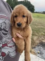 Polly, a female Golden Retriever for sale in Westminster, SC – 4 of 8