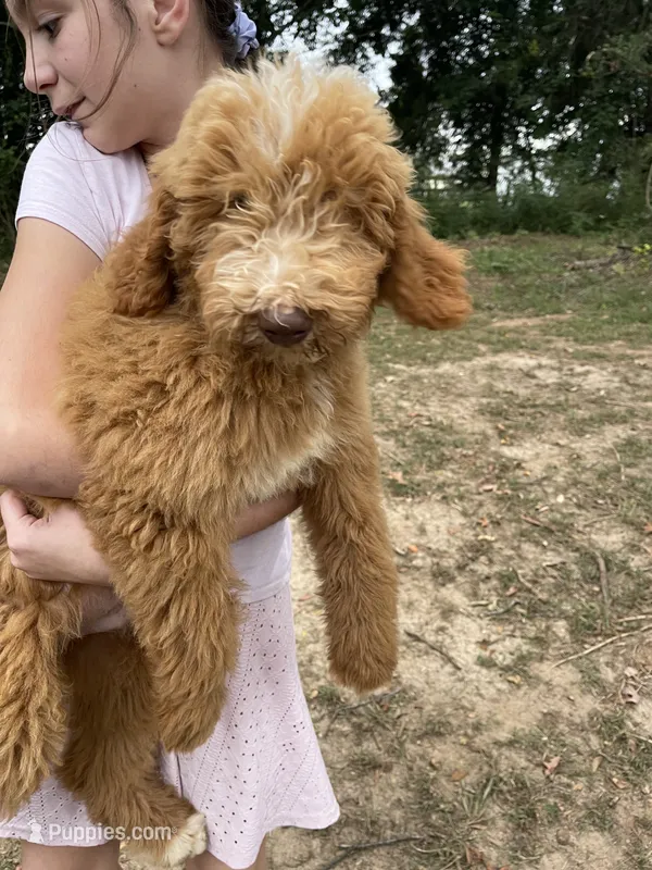 Forrest  – Labradoodle puppy for sale in Iva, SC