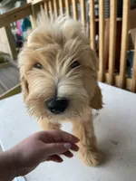 HOLDJonah, a male Goldendoodle for sale in Iva, SC – 8 of 8