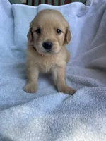 Penny, a female Golden Retriever for sale in Westminster, SC – 3 of 9